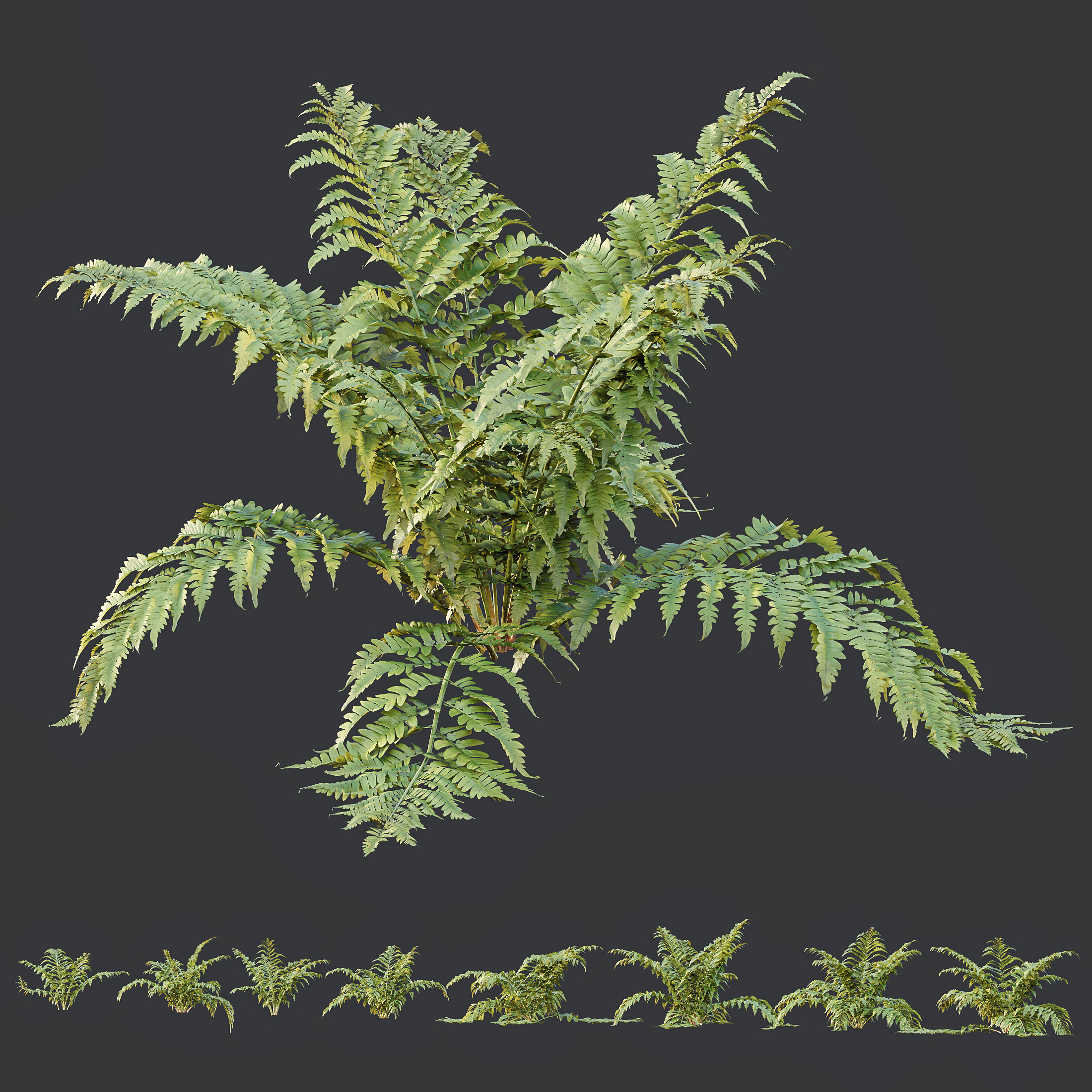 AV 12 different Spring bush Alchemilla and Macrothelypteris Fern 3D model_4
