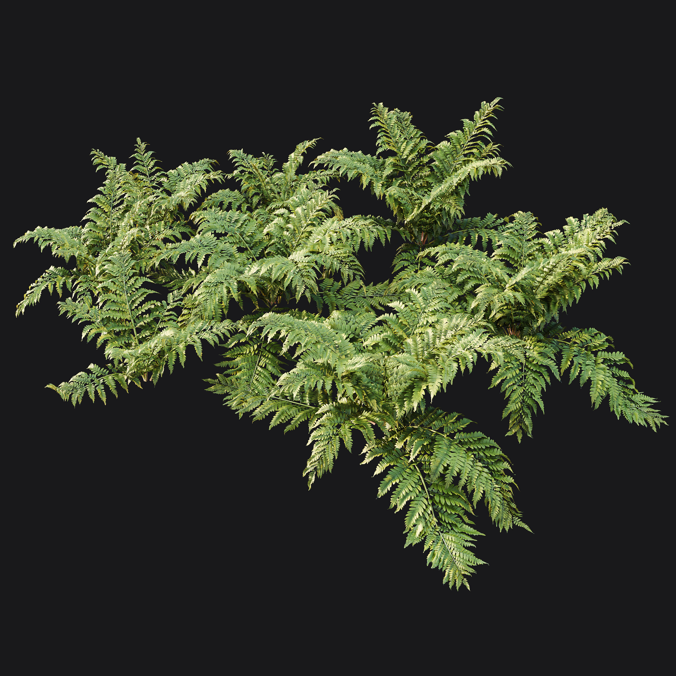 AV 12 different Spring bush Alchemilla and Macrothelypteris Fern 3D model_6