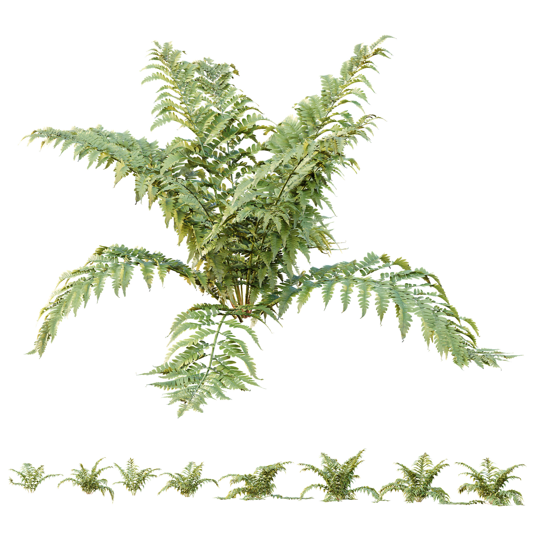 AV 12 different Spring bush Alchemilla and Macrothelypteris Fern 3D model_2