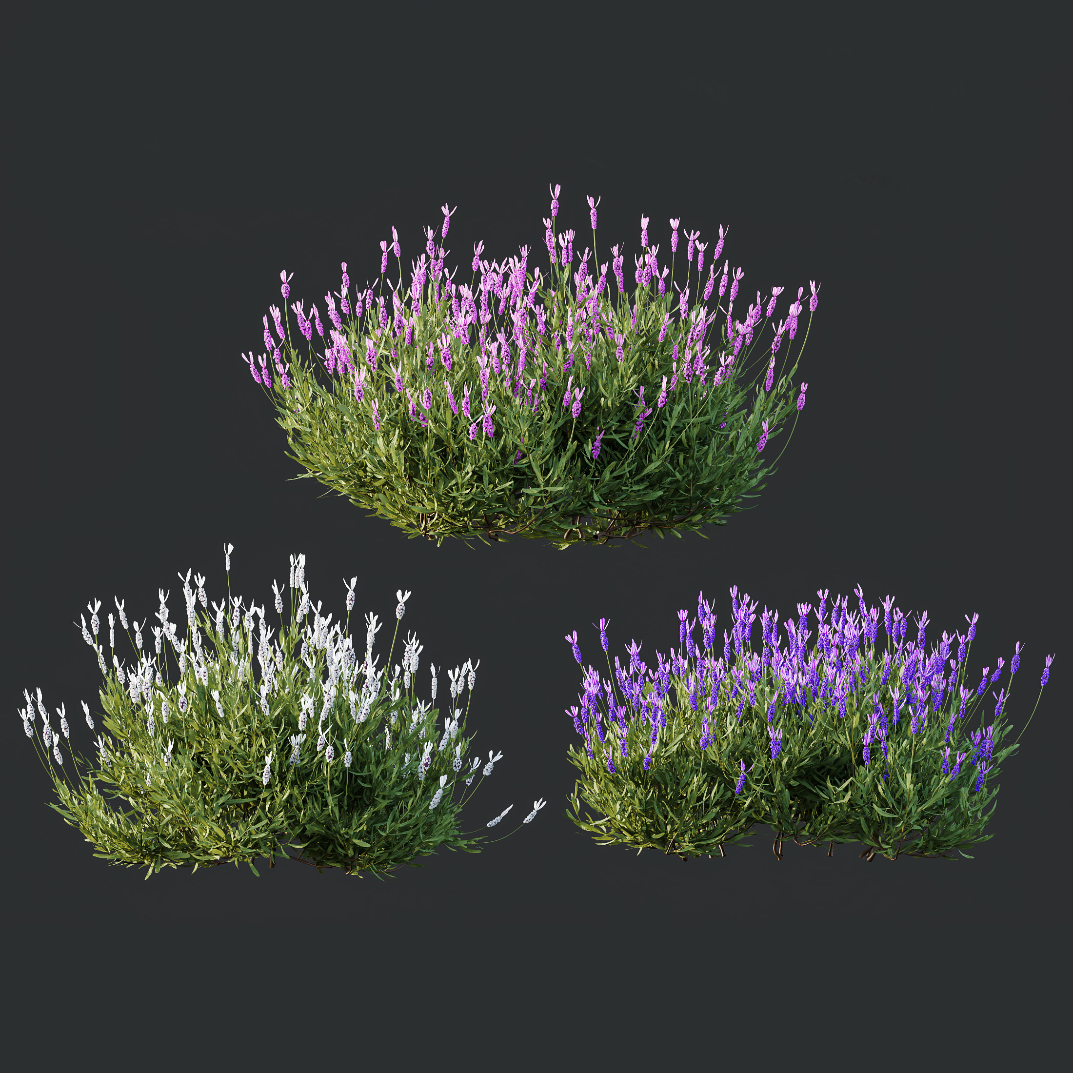 AV spring bushes Lavandula Pedunculata and Fruticosa Rosemary 3D model_5