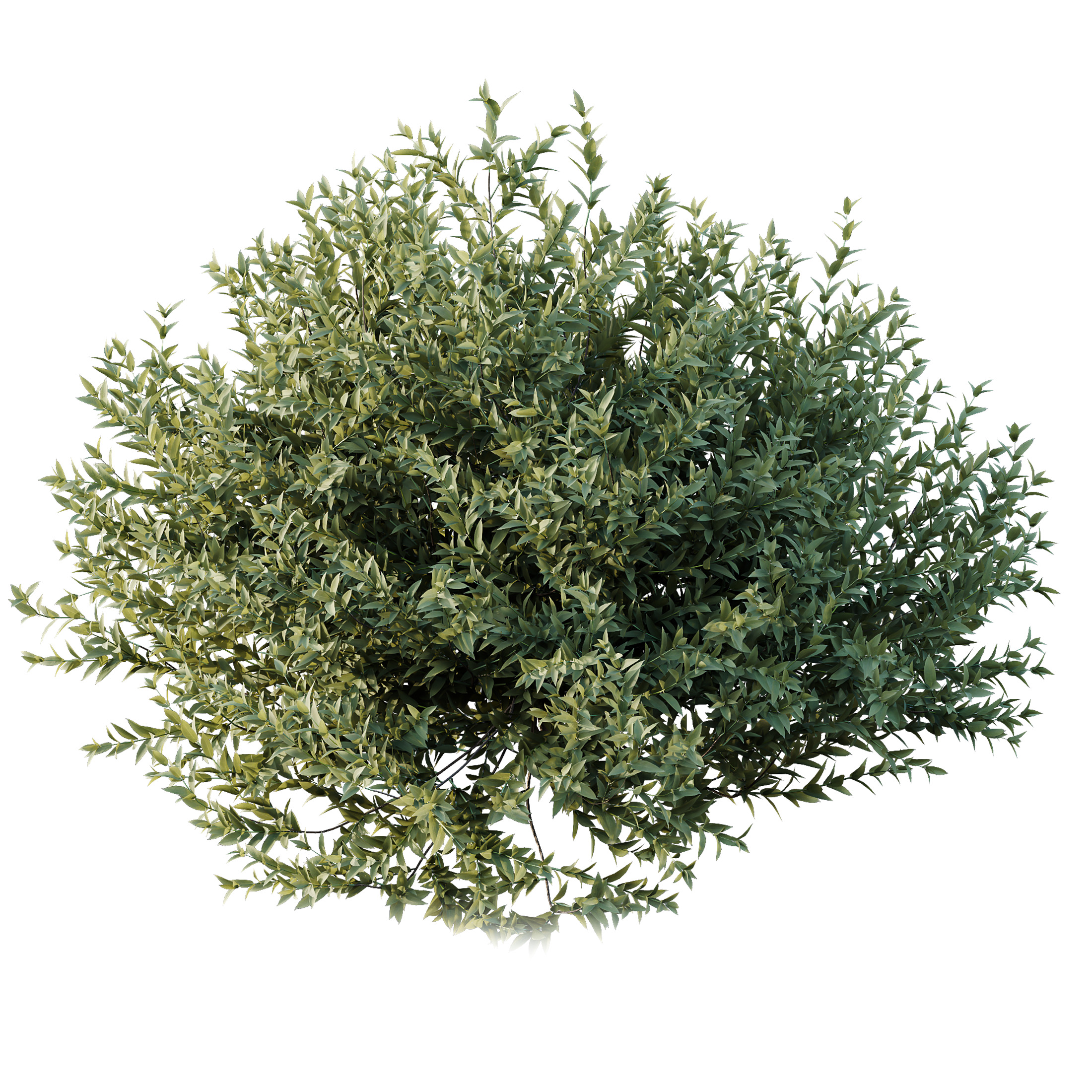 AV spring bushes Lavandula Pedunculata and Fruticosa Rosemary 3D model_6