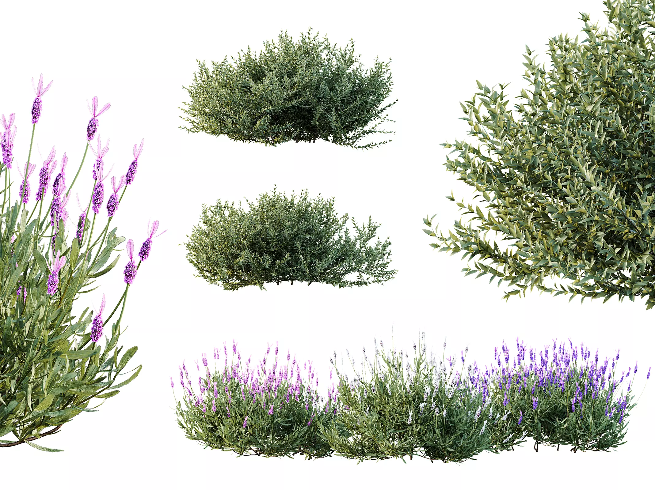 AV spring bushes Lavandula Pedunculata and Fruticosa Rosemary 3D model_0