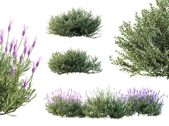 AV spring bushes Lavandula Pedunculata and Fruticosa Rosemary 3D model