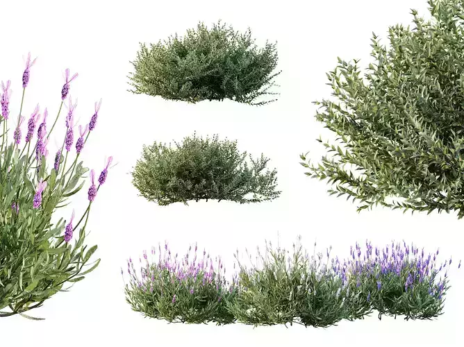 AV spring bushes Lavandula Pedunculata and Fruticosa Rosemary 3D model