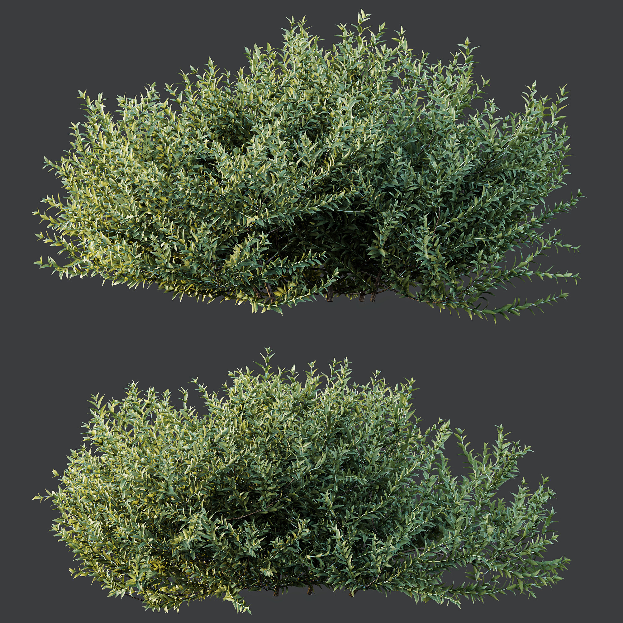 AV spring bushes Lavandula Pedunculata and Fruticosa Rosemary 3D model_2