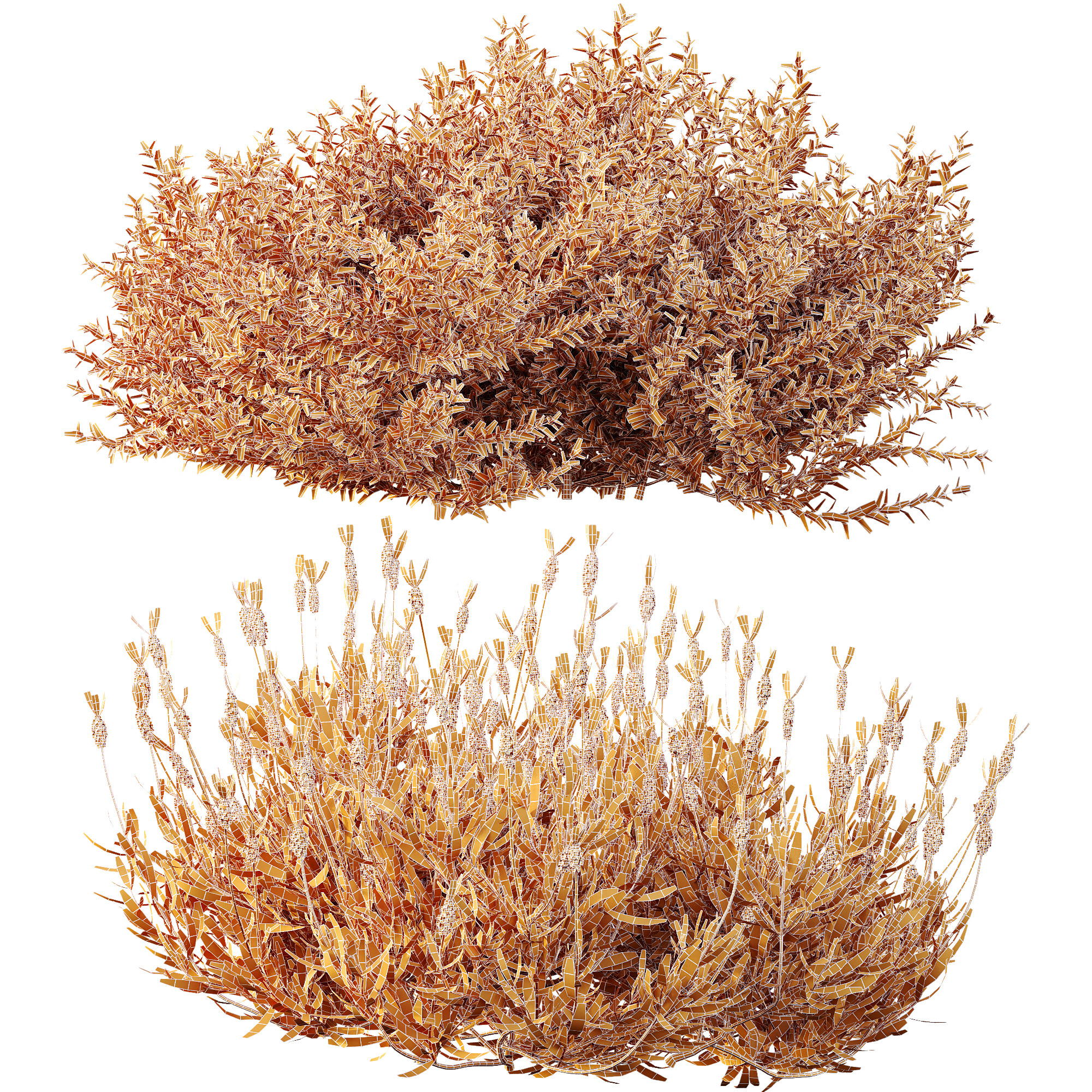 AV spring bushes Lavandula Pedunculata and Fruticosa Rosemary 3D model_13