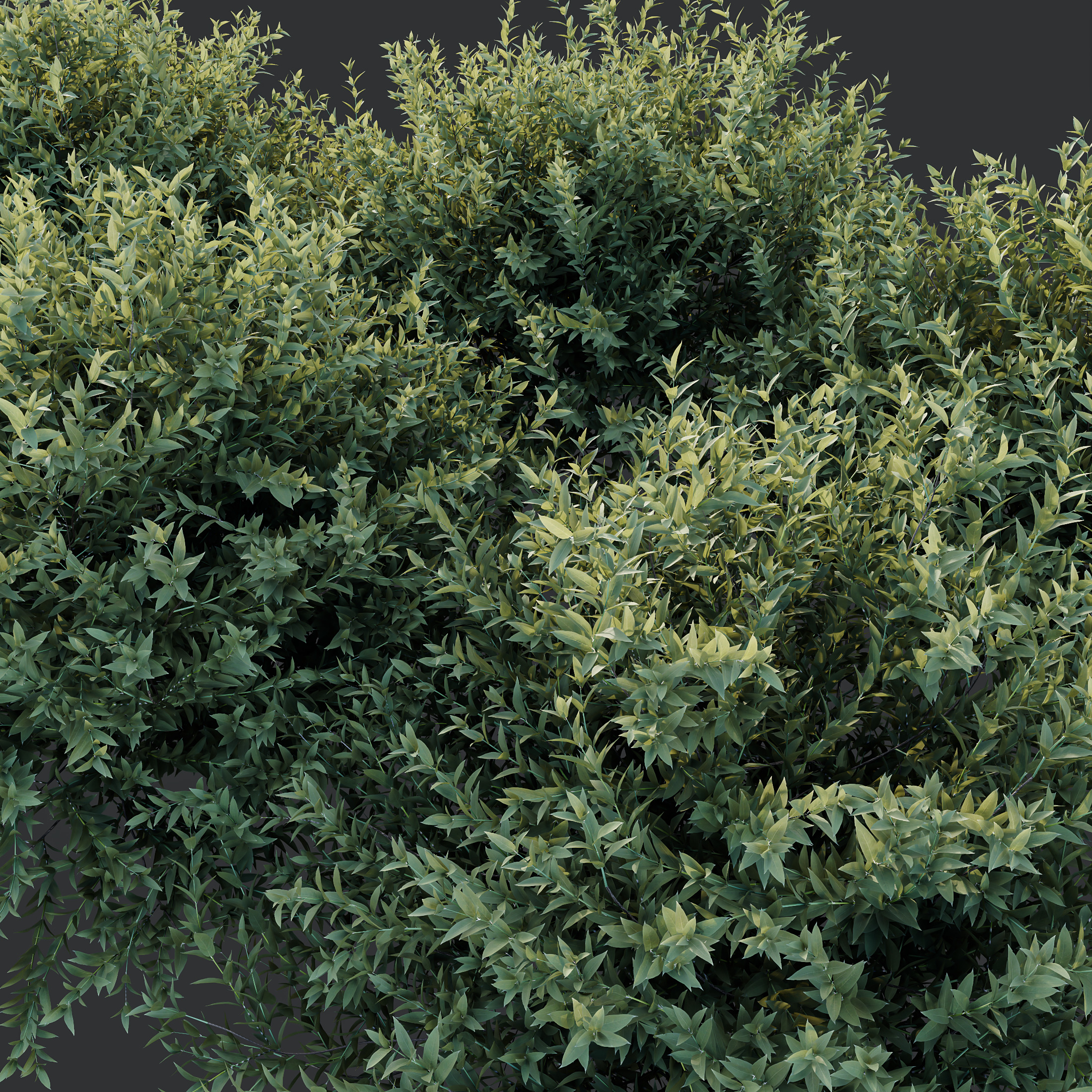 AV spring bushes Lavandula Pedunculata and Fruticosa Rosemary 3D model_4