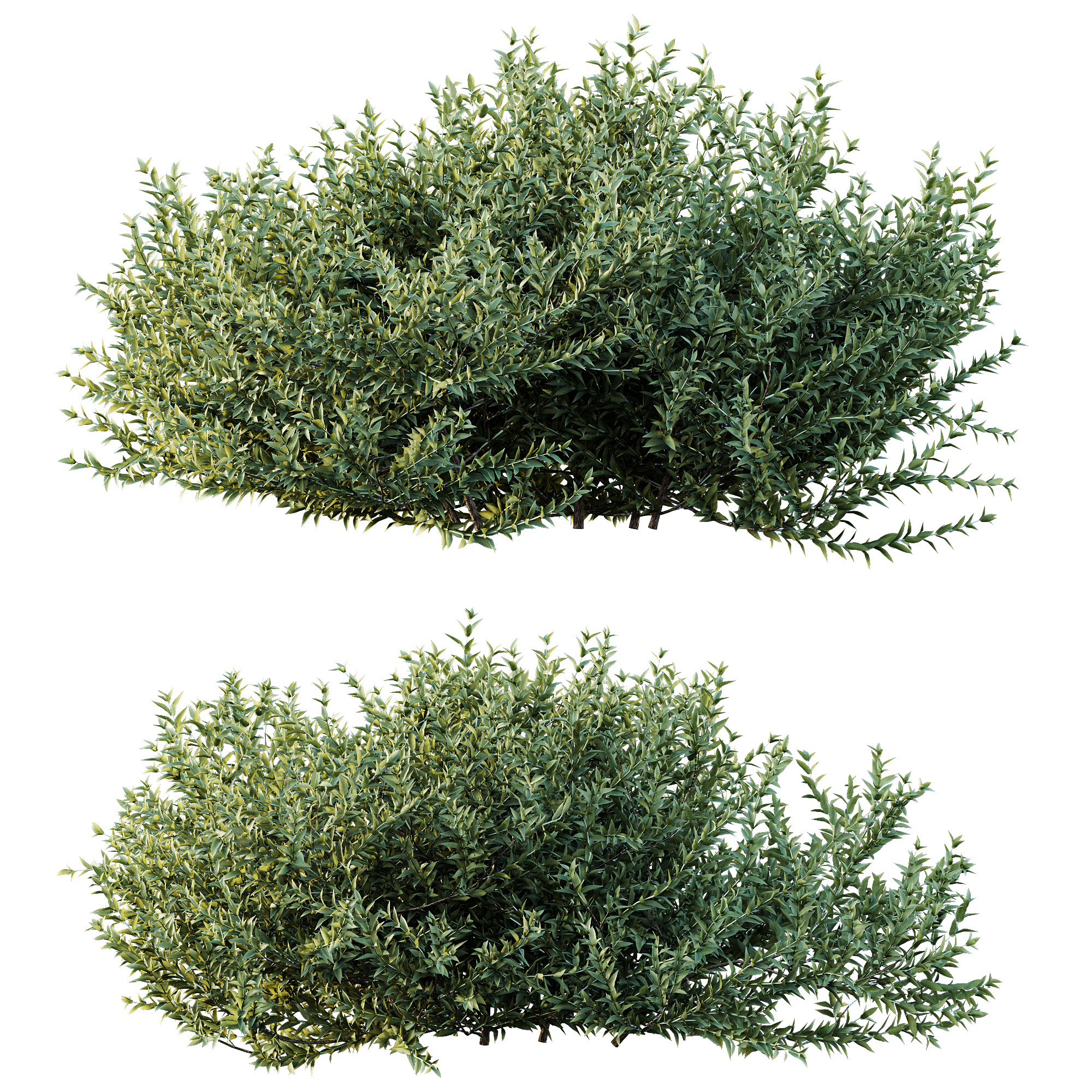 AV spring bushes Lavandula Pedunculata and Fruticosa Rosemary 3D model_9