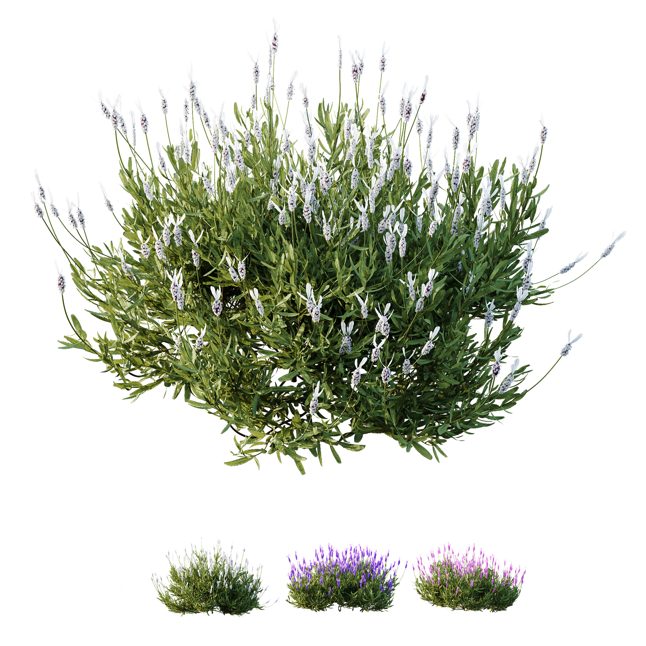 AV spring bushes Lavandula Pedunculata and Fruticosa Rosemary 3D model_7