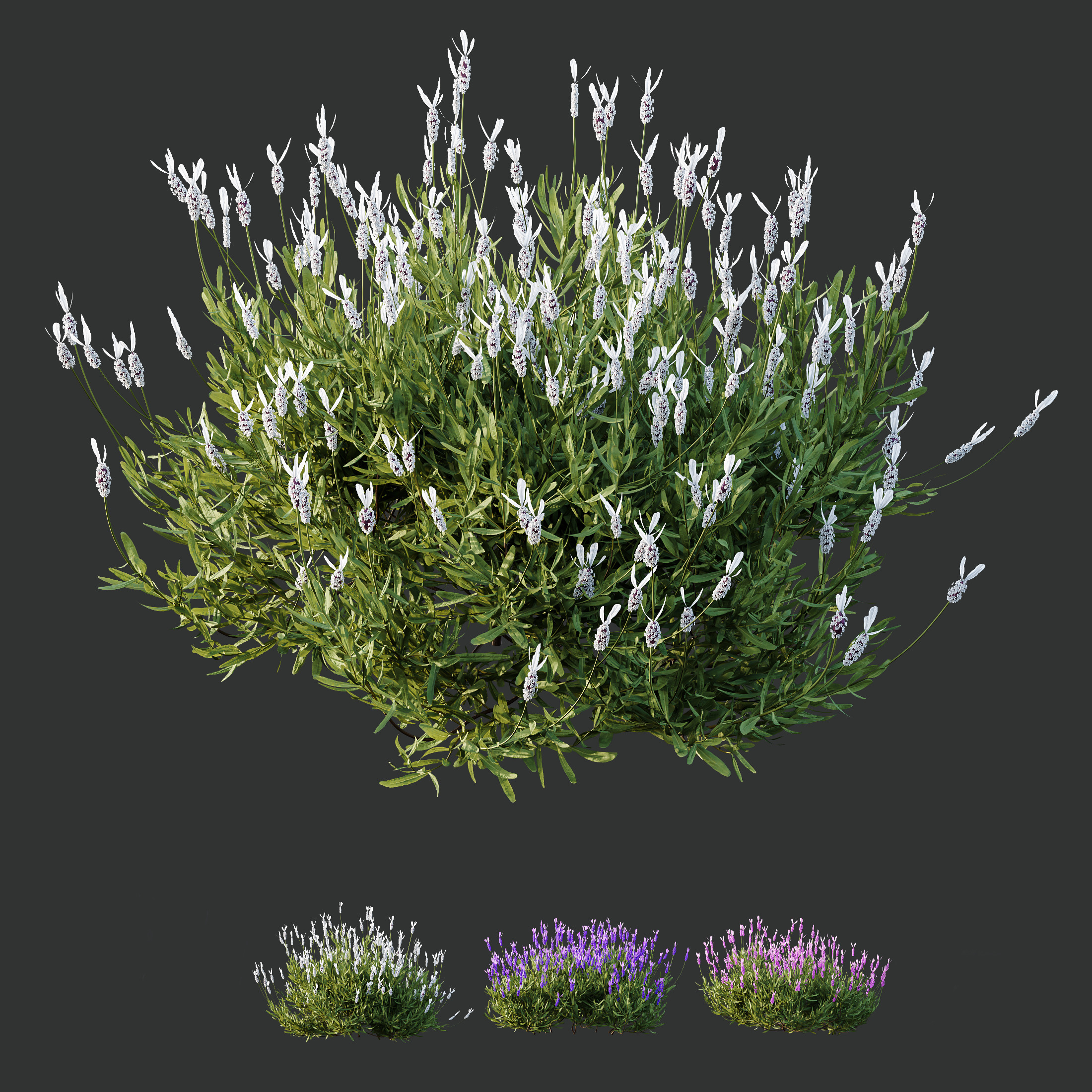 AV spring bushes Lavandula Pedunculata and Fruticosa Rosemary 3D model_3
