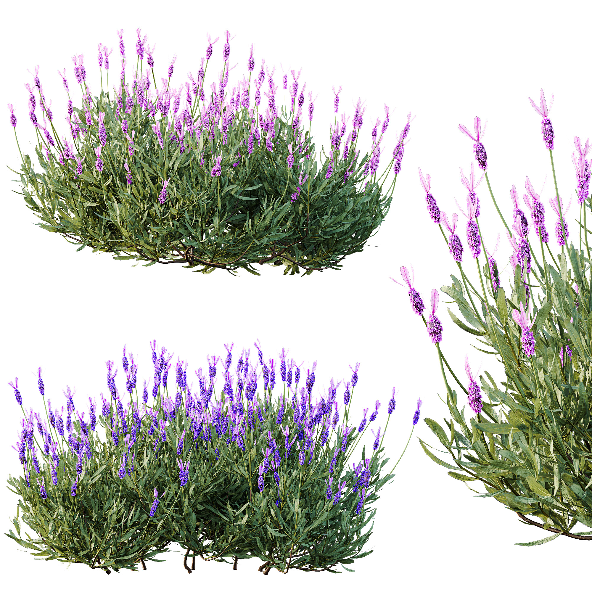 AV spring bushes Lavandula Pedunculata and Fruticosa Rosemary 3D model_8