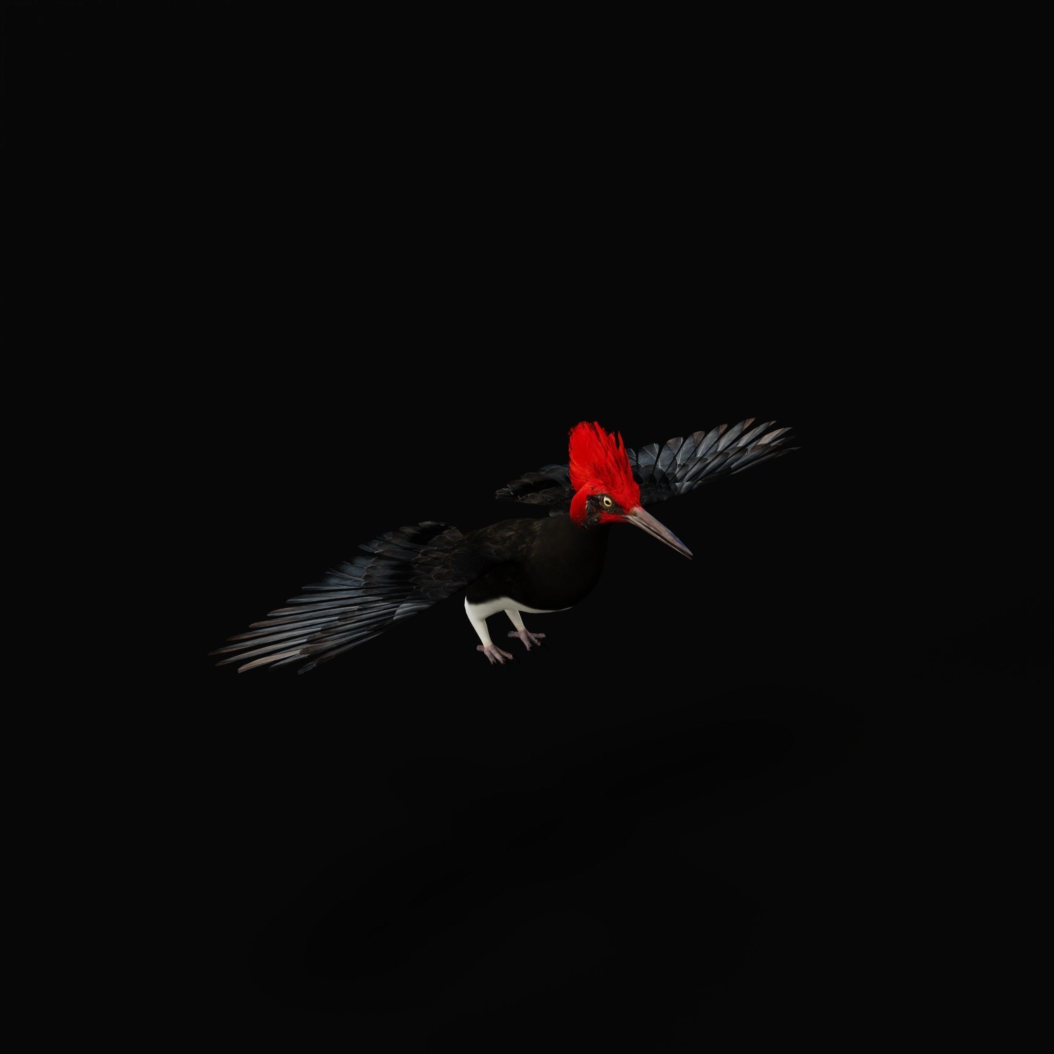 White Bellied Woodpecker Bird Low-poly 3D model_28