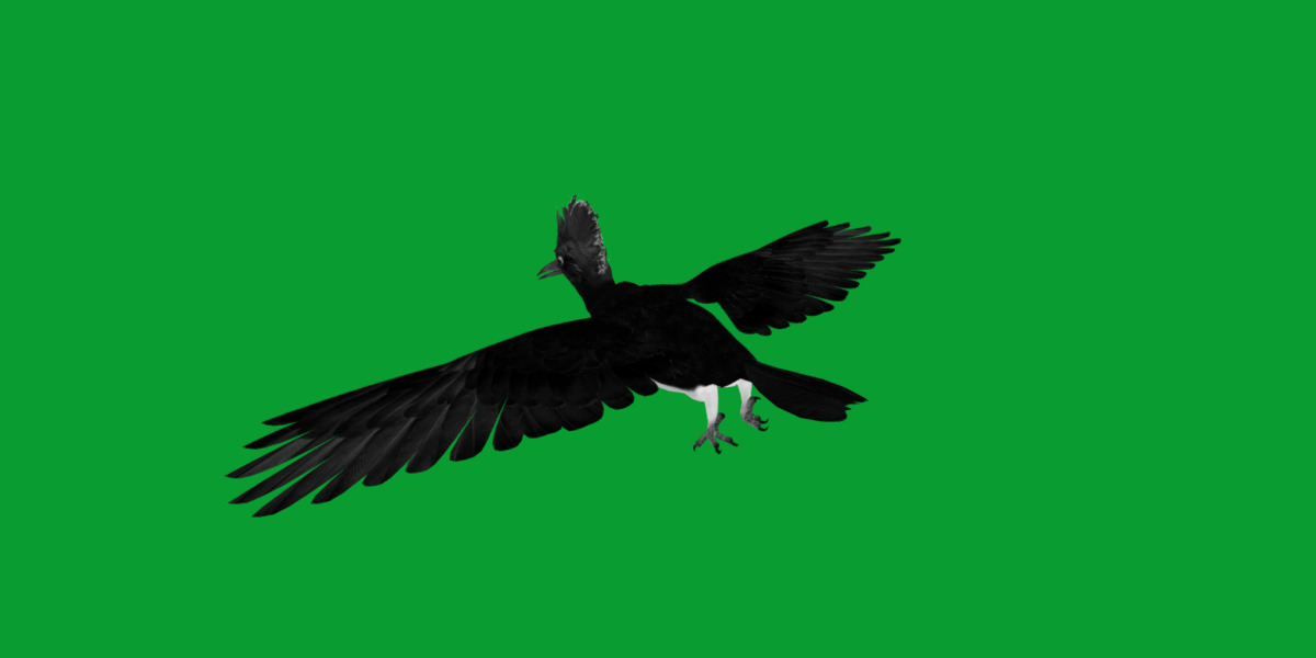 White Bellied Woodpecker Bird Low-poly 3D model_38