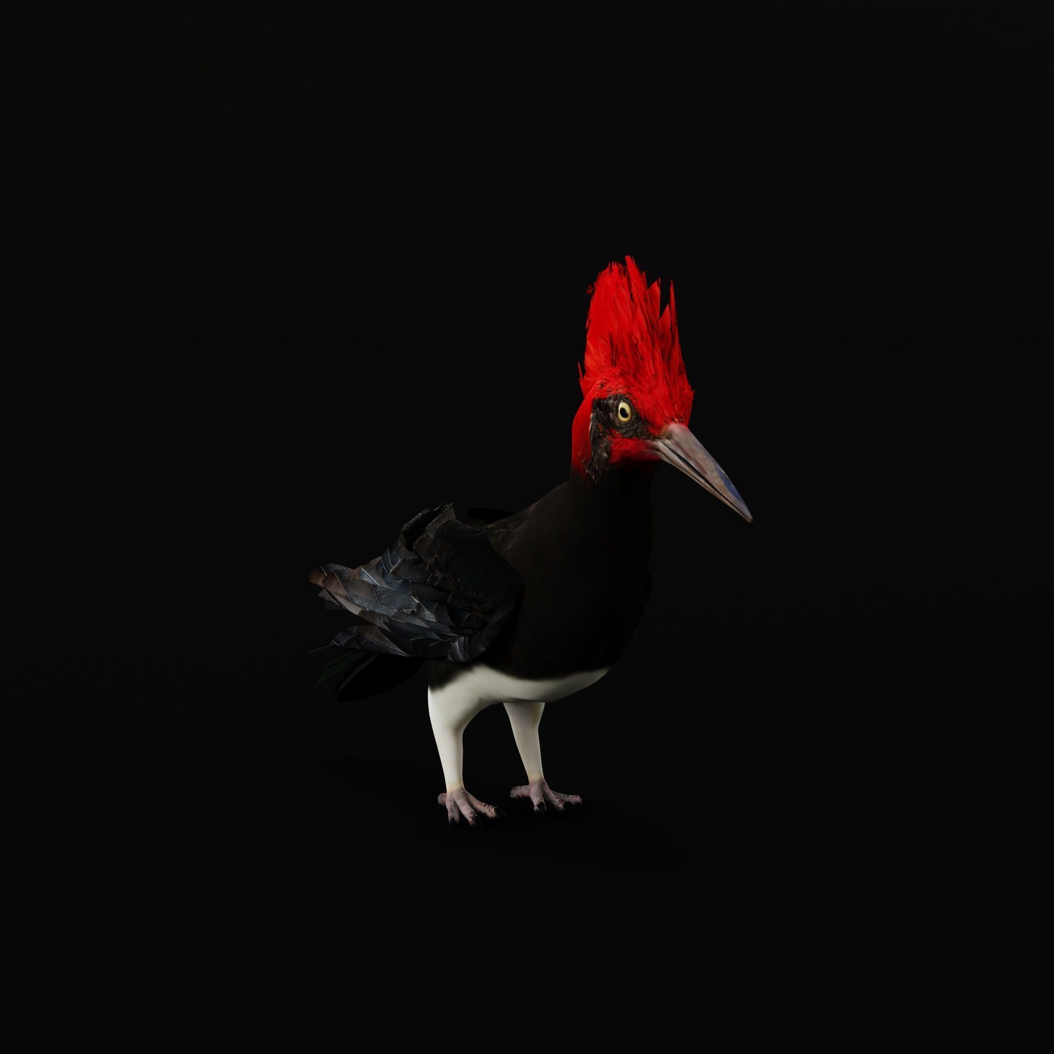 White Bellied Woodpecker Bird Low-poly 3D model_33