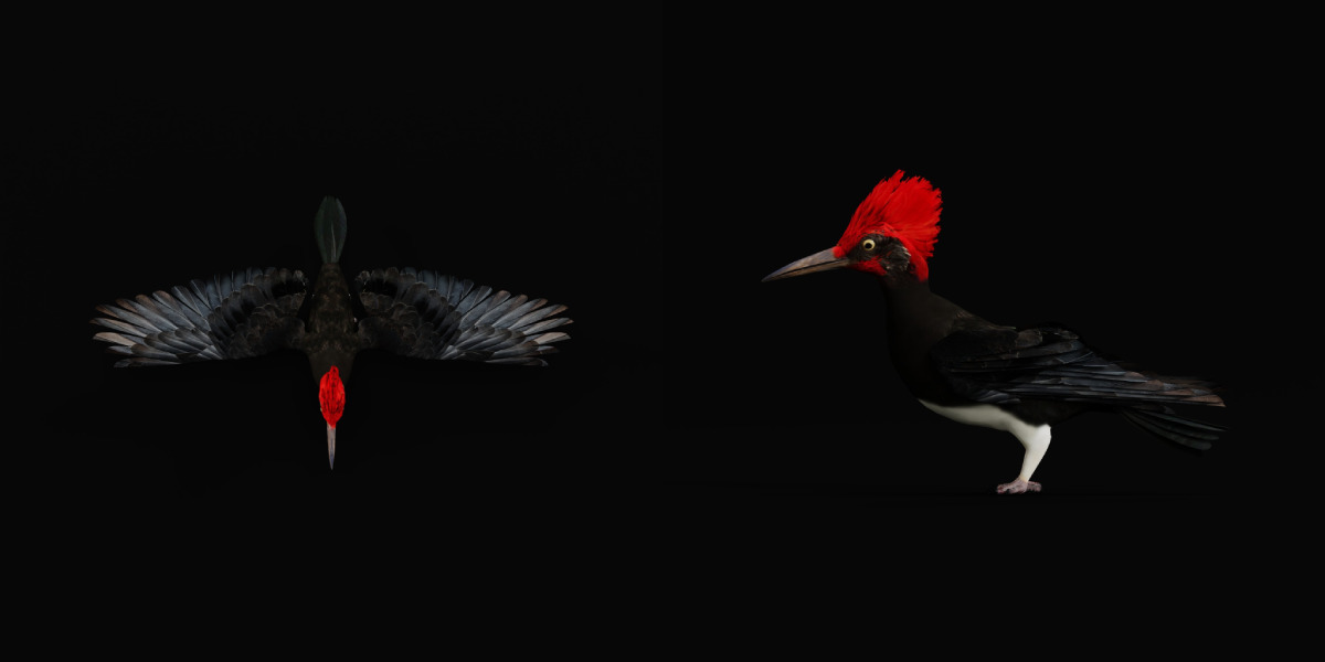 White Bellied Woodpecker Bird Low-poly 3D model_48