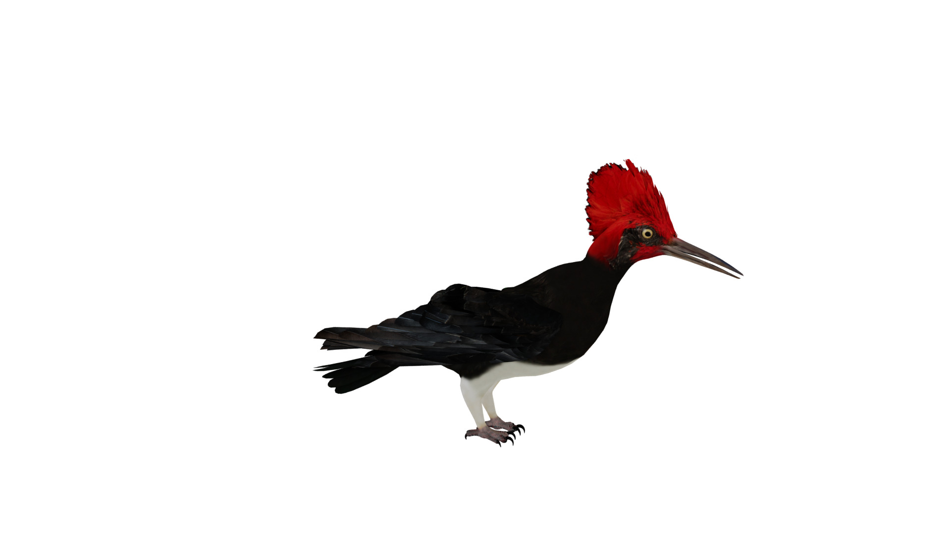 White Bellied Woodpecker Bird Low-poly 3D model_15