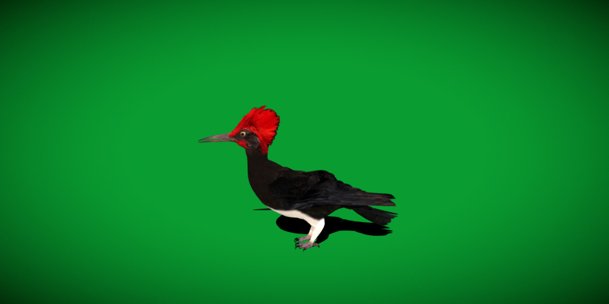 White Bellied Woodpecker Bird Low-poly 3D model_53