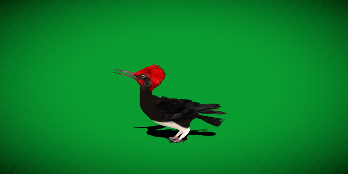 White Bellied Woodpecker Bird Low-poly 3D model_55