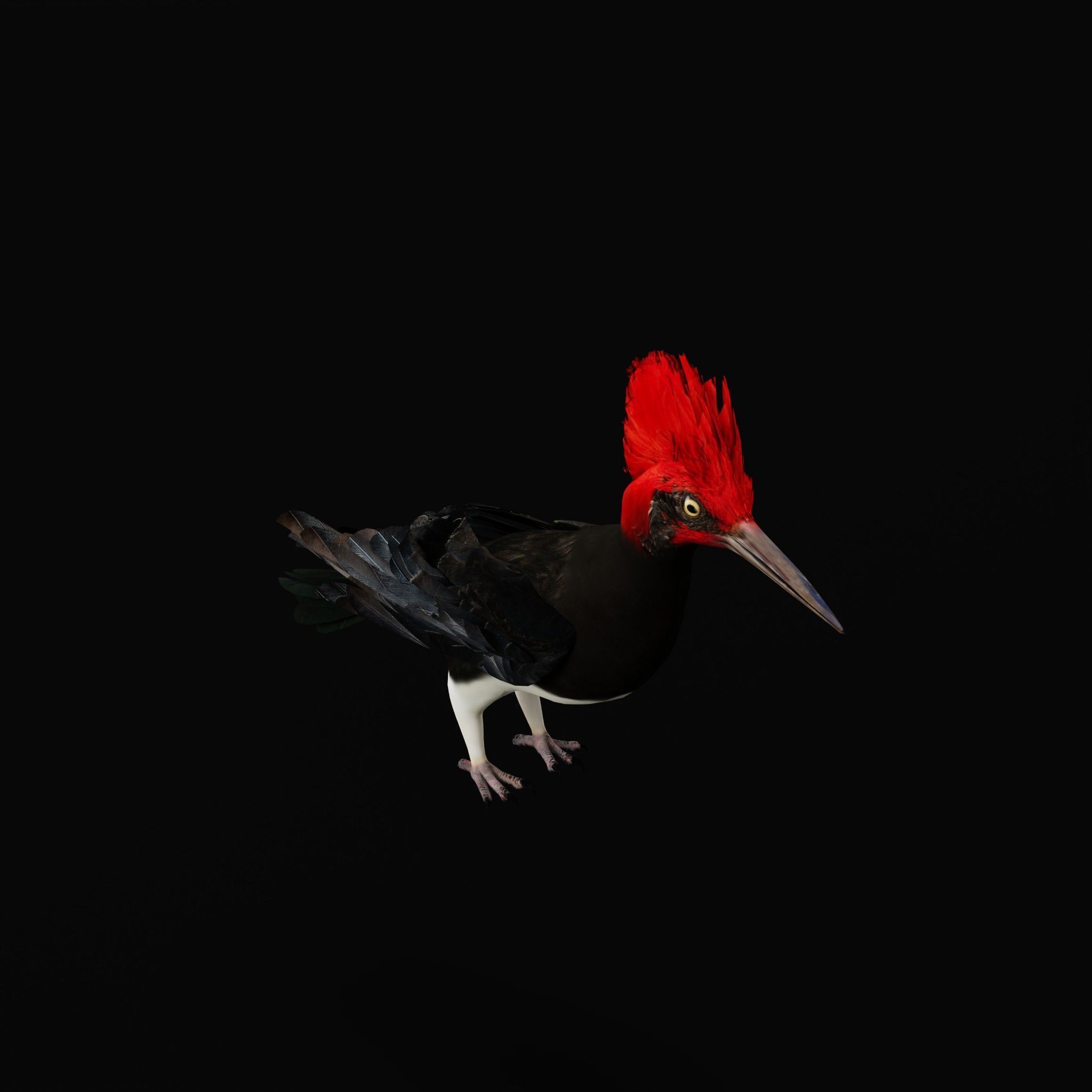 White Bellied Woodpecker Bird Low-poly 3D model_56