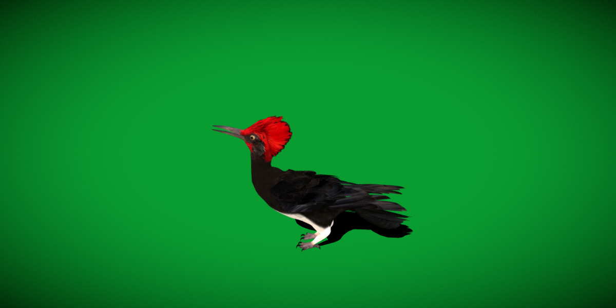 White Bellied Woodpecker Bird Low-poly 3D model_50