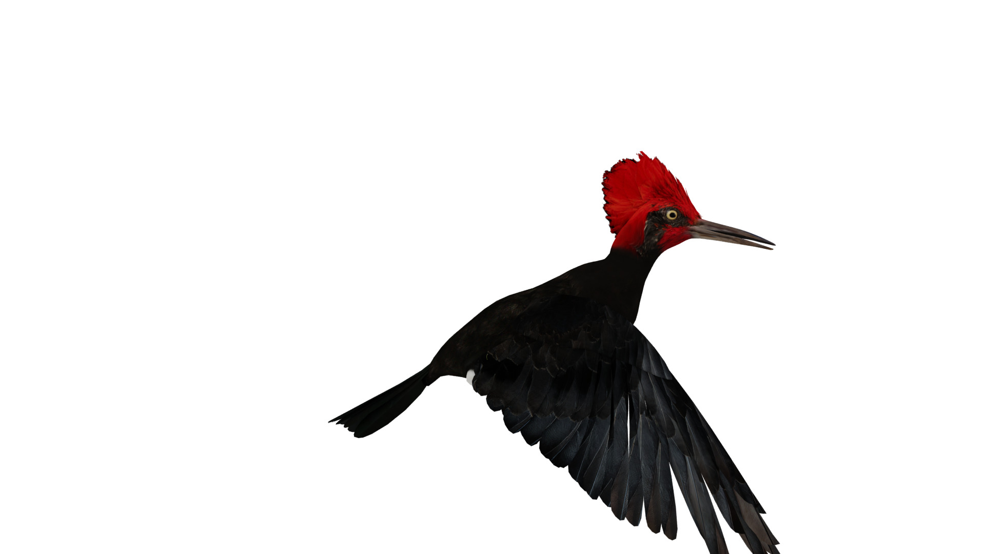 White Bellied Woodpecker Bird Low-poly 3D model_9
