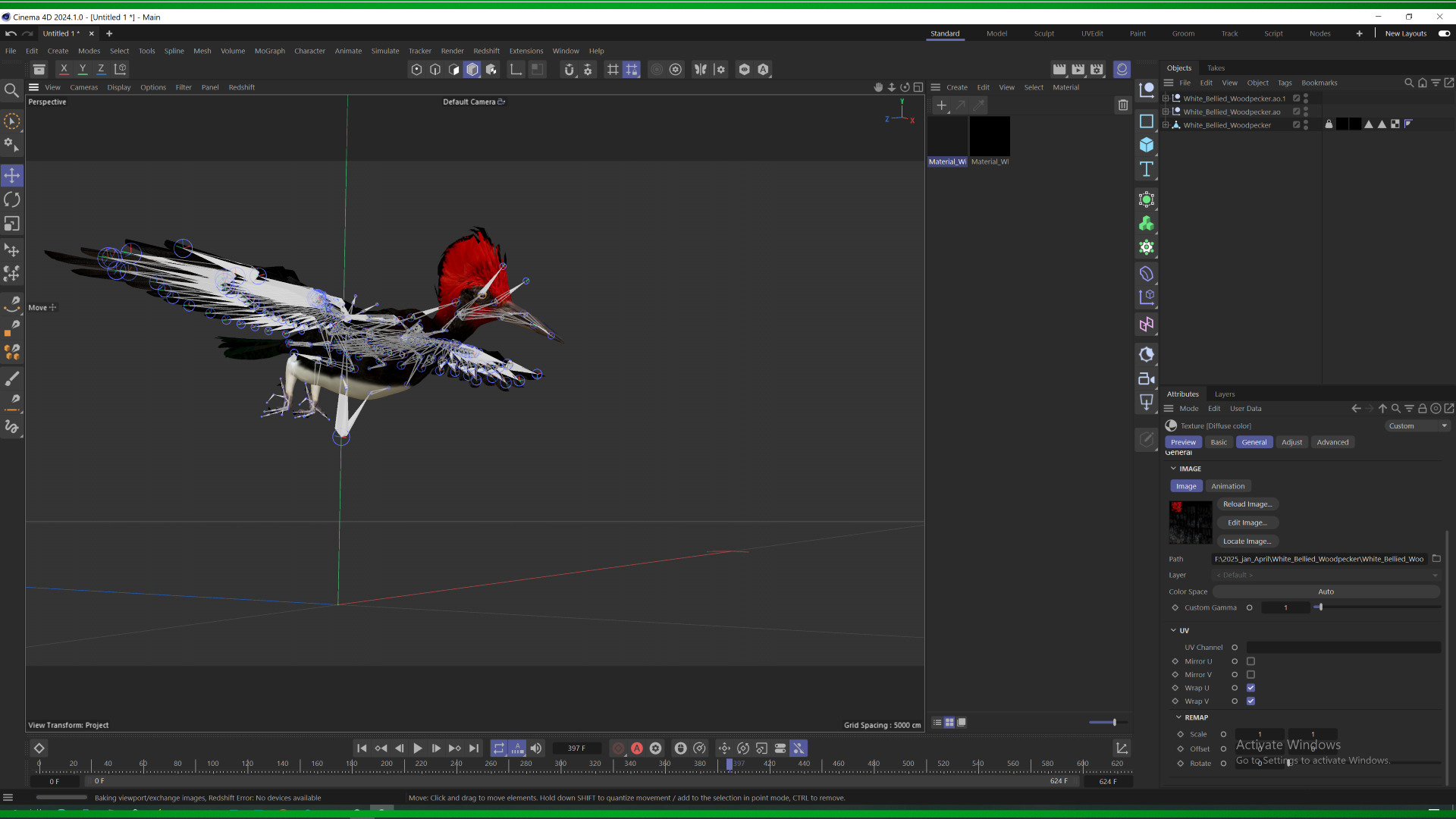 White Bellied Woodpecker Bird Low-poly 3D model_6