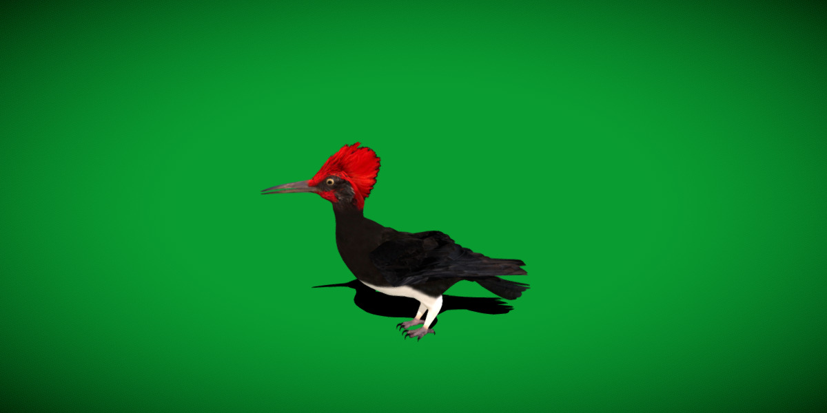 White Bellied Woodpecker Bird Low-poly 3D model_19