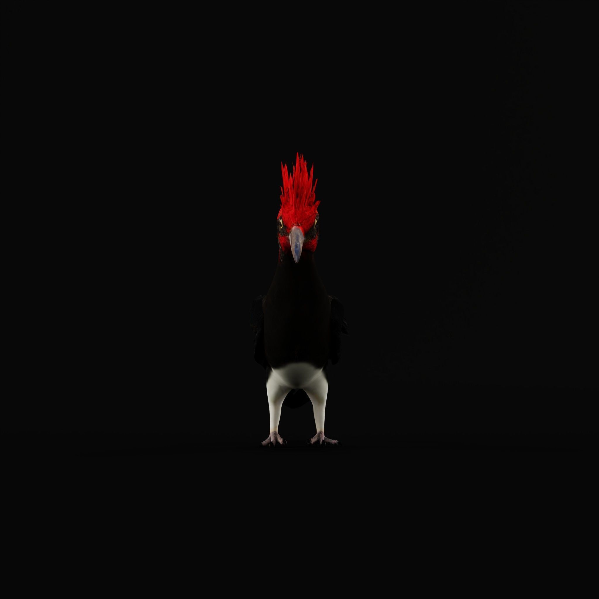 White Bellied Woodpecker Bird Low-poly 3D model_25