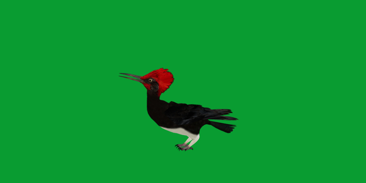 White Bellied Woodpecker Bird Low-poly 3D model_29