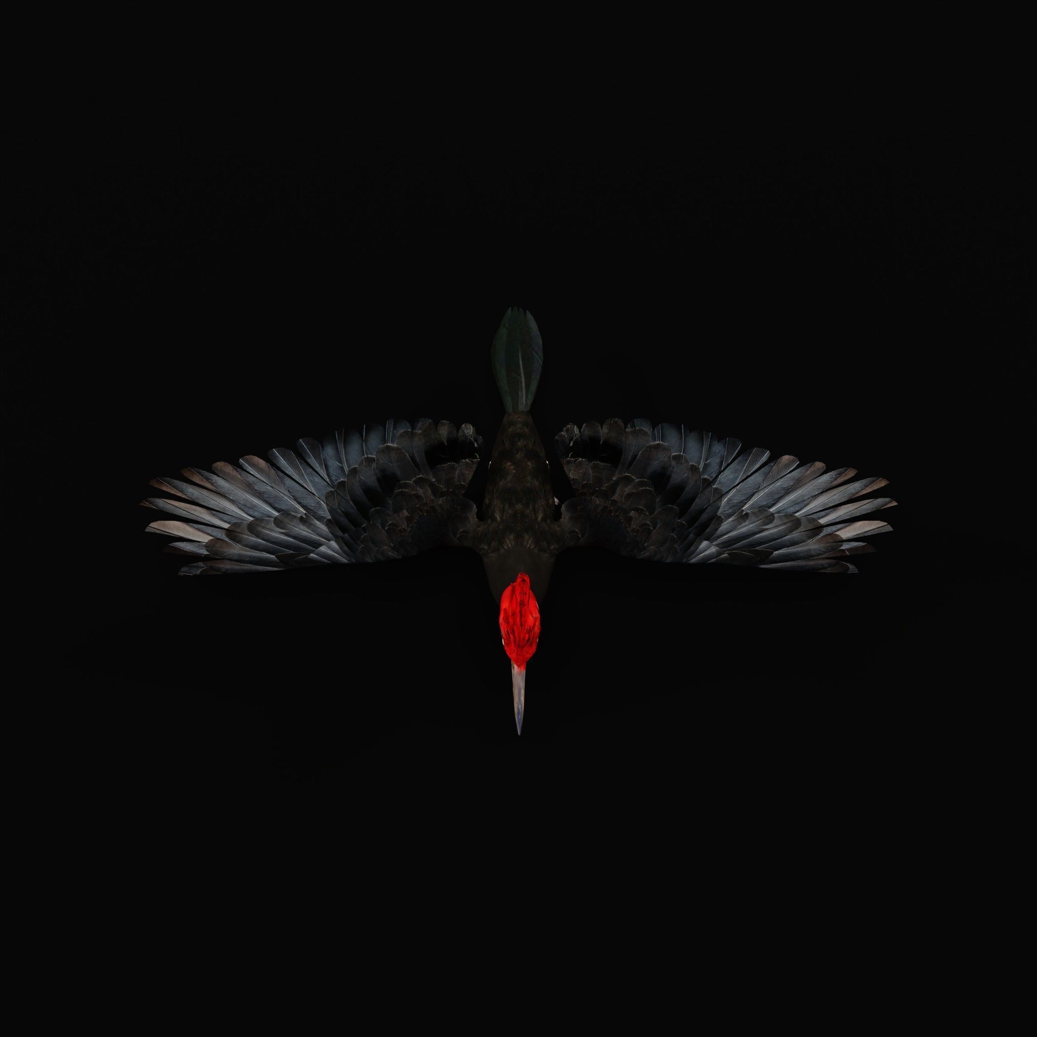 White Bellied Woodpecker Bird Low-poly 3D model_40