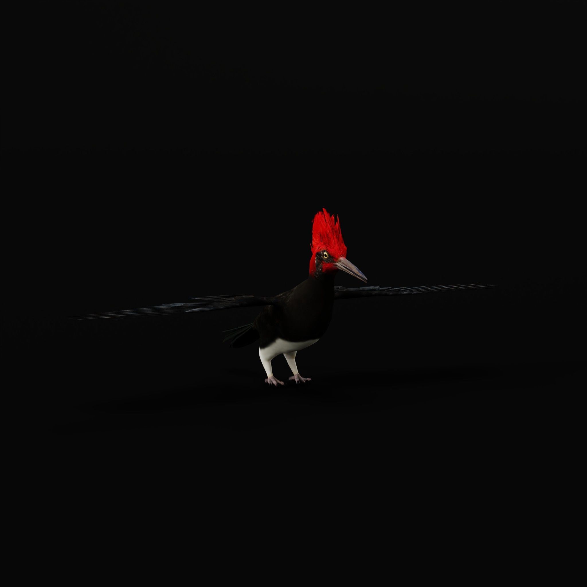 White Bellied Woodpecker Bird Low-poly 3D model_31