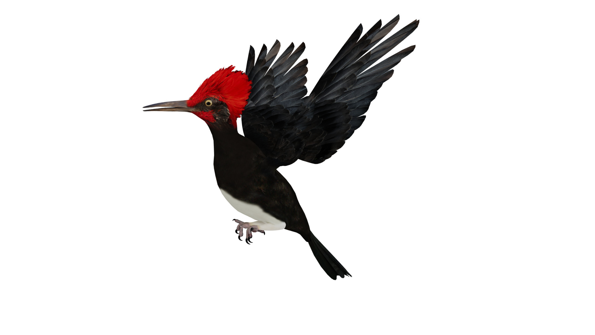 White Bellied Woodpecker Bird Low-poly 3D model_10