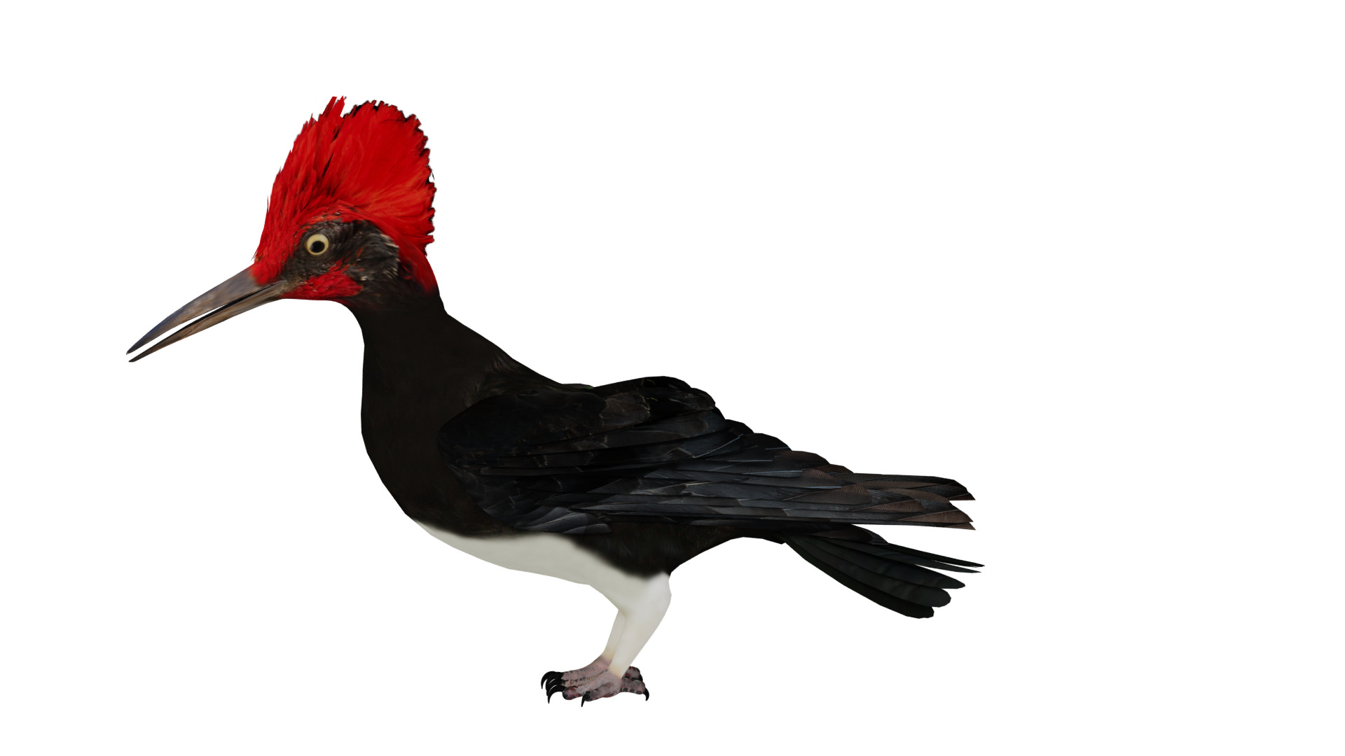 White Bellied Woodpecker Bird Low-poly 3D model_13