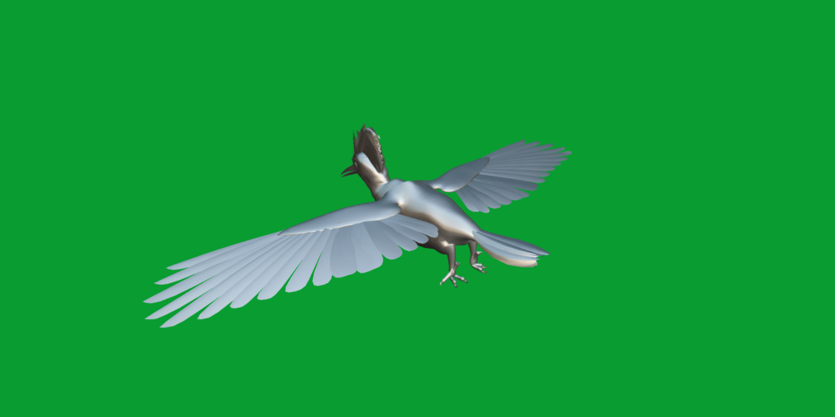 White Bellied Woodpecker Bird Low-poly 3D model_37