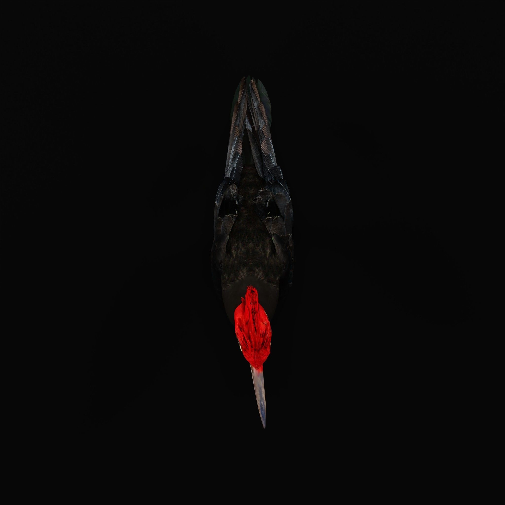 White Bellied Woodpecker Bird Low-poly 3D model_43