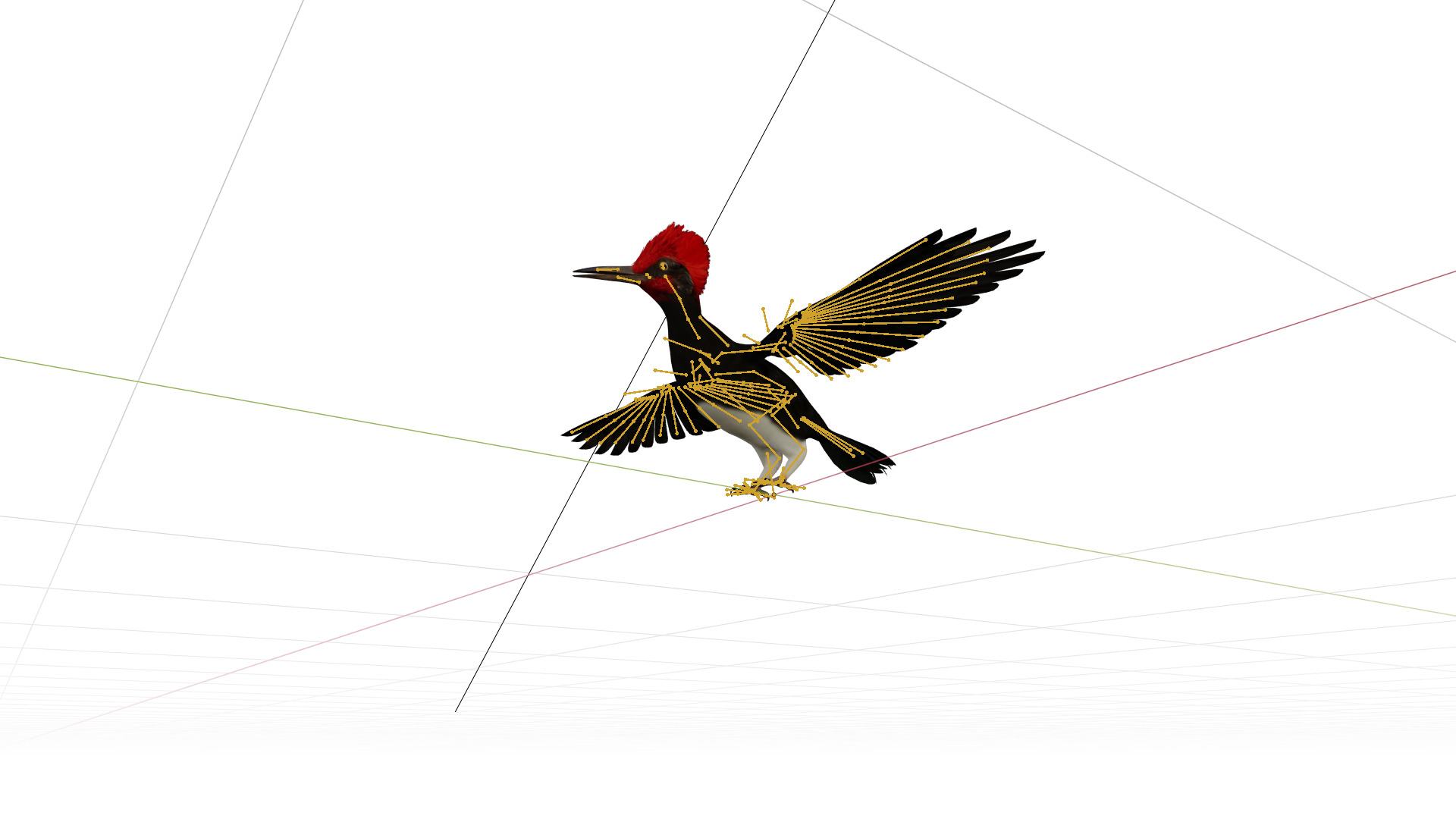 White Bellied Woodpecker Bird Low-poly 3D model_11