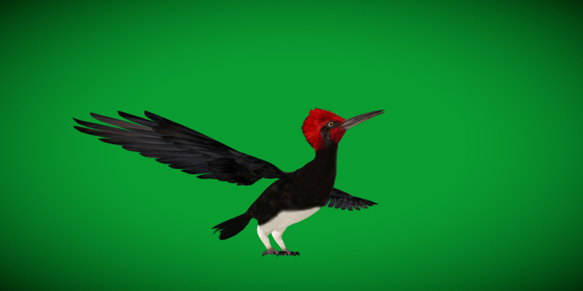 White Bellied Woodpecker Bird Low-poly 3D model_57