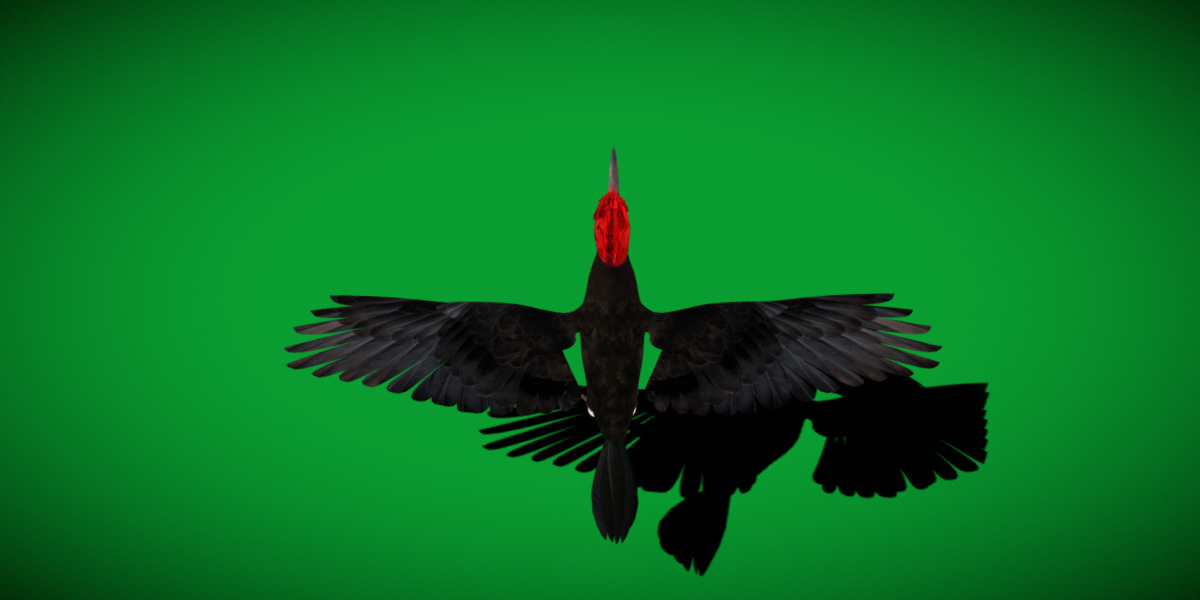 White Bellied Woodpecker Bird Low-poly 3D model_52