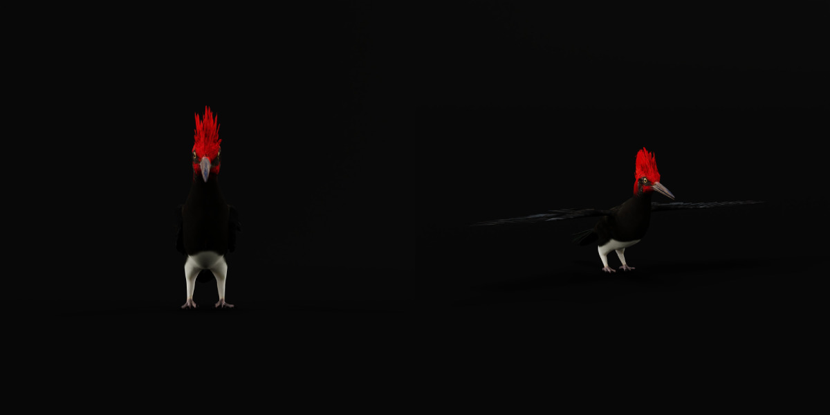 White Bellied Woodpecker Bird Low-poly 3D model_30