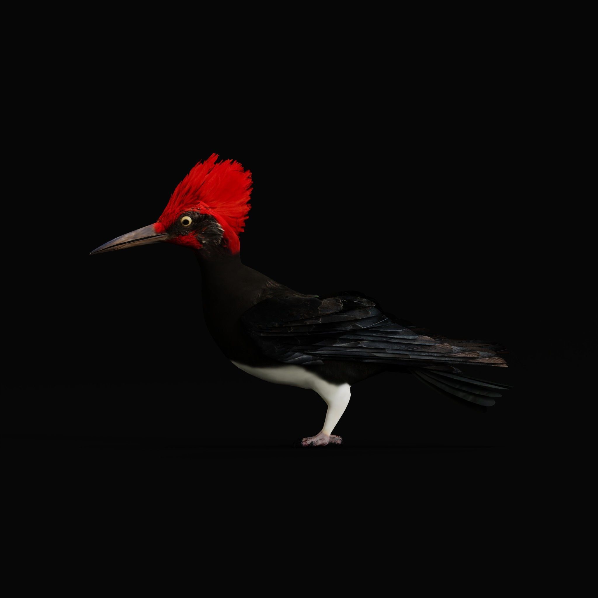 White Bellied Woodpecker Bird Low-poly 3D model_22