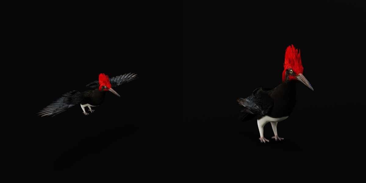 White Bellied Woodpecker Bird Low-poly 3D model_32