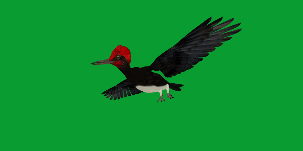 White Bellied Woodpecker Bird Low-poly 3D model_44