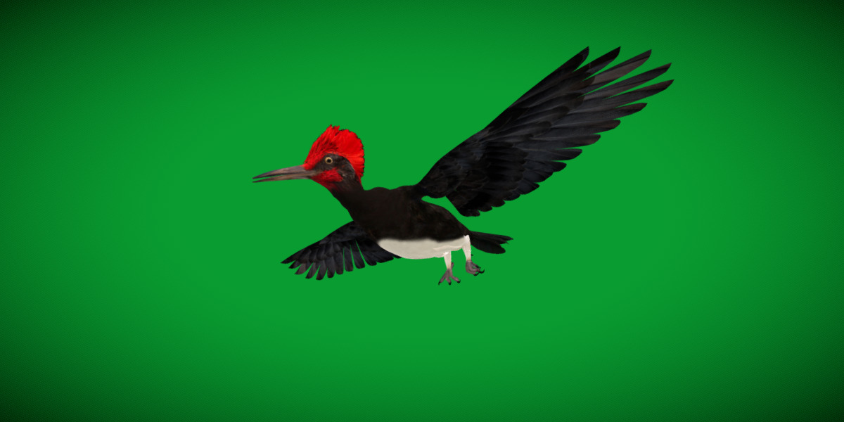 White Bellied Woodpecker Bird Low-poly 3D model_49