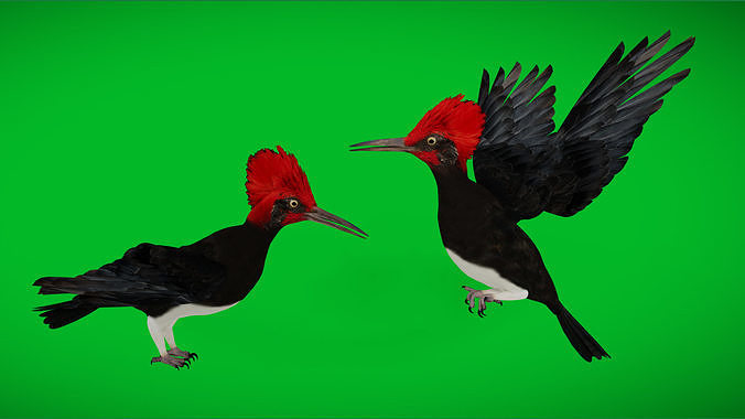 White Bellied Woodpecker Bird Low-poly 3D model
