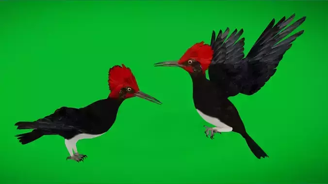 White Bellied Woodpecker Bird Low-poly 3D model