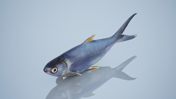 Sardine Low-poly 3D model