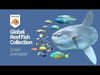 Global Reef Fish 24 Low-poly 3D model_1