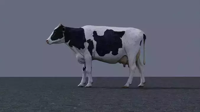 Dairy cow 