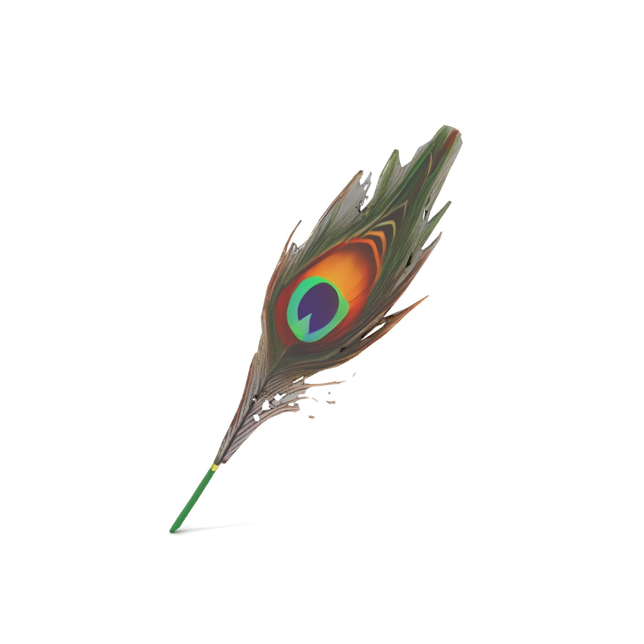 Peacock Feather Detailed Model Pack for Realistic Simulations Low-poly 3D model_9