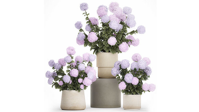 Potted Plants Hydrangea Outdoor Pink Flowers pink purple lilac  3D model